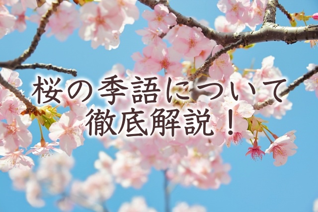 桜の季語について徹底解説します