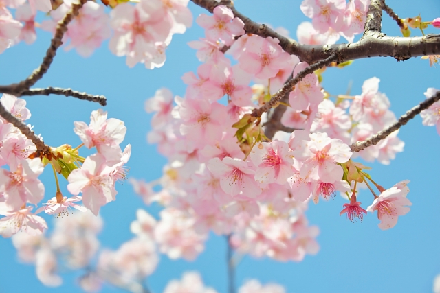 桜　季語